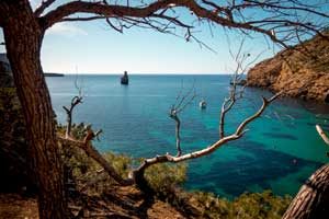 Insel Elba Bucht mit Baum